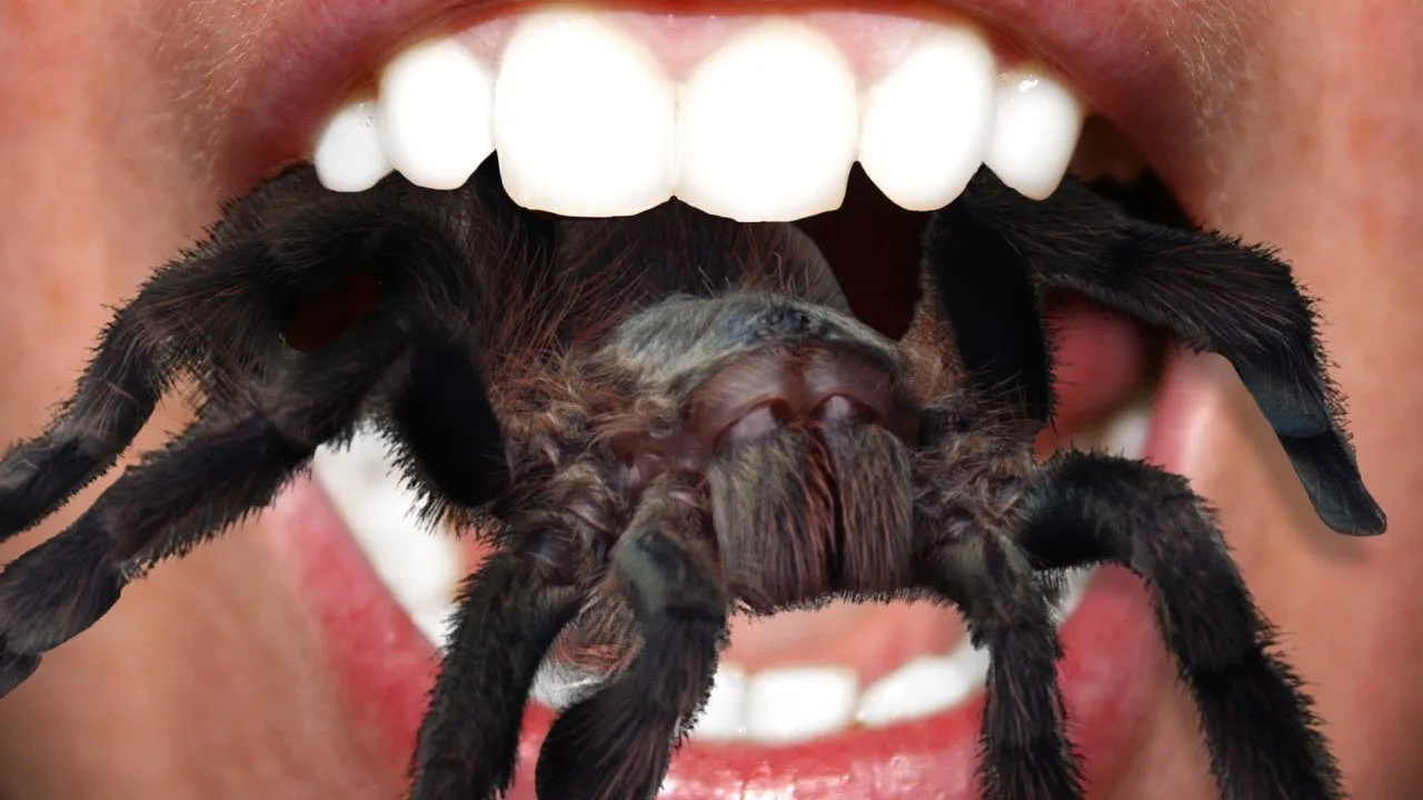 17080 tarantula water dish