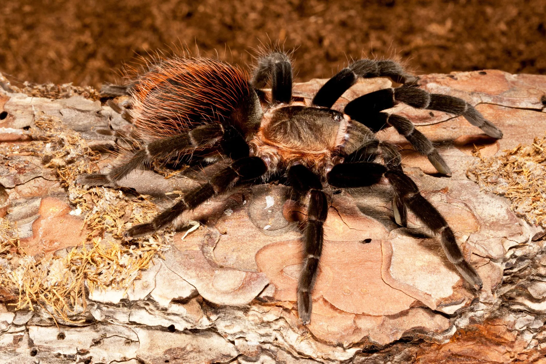 17082 pinktoe tarantula