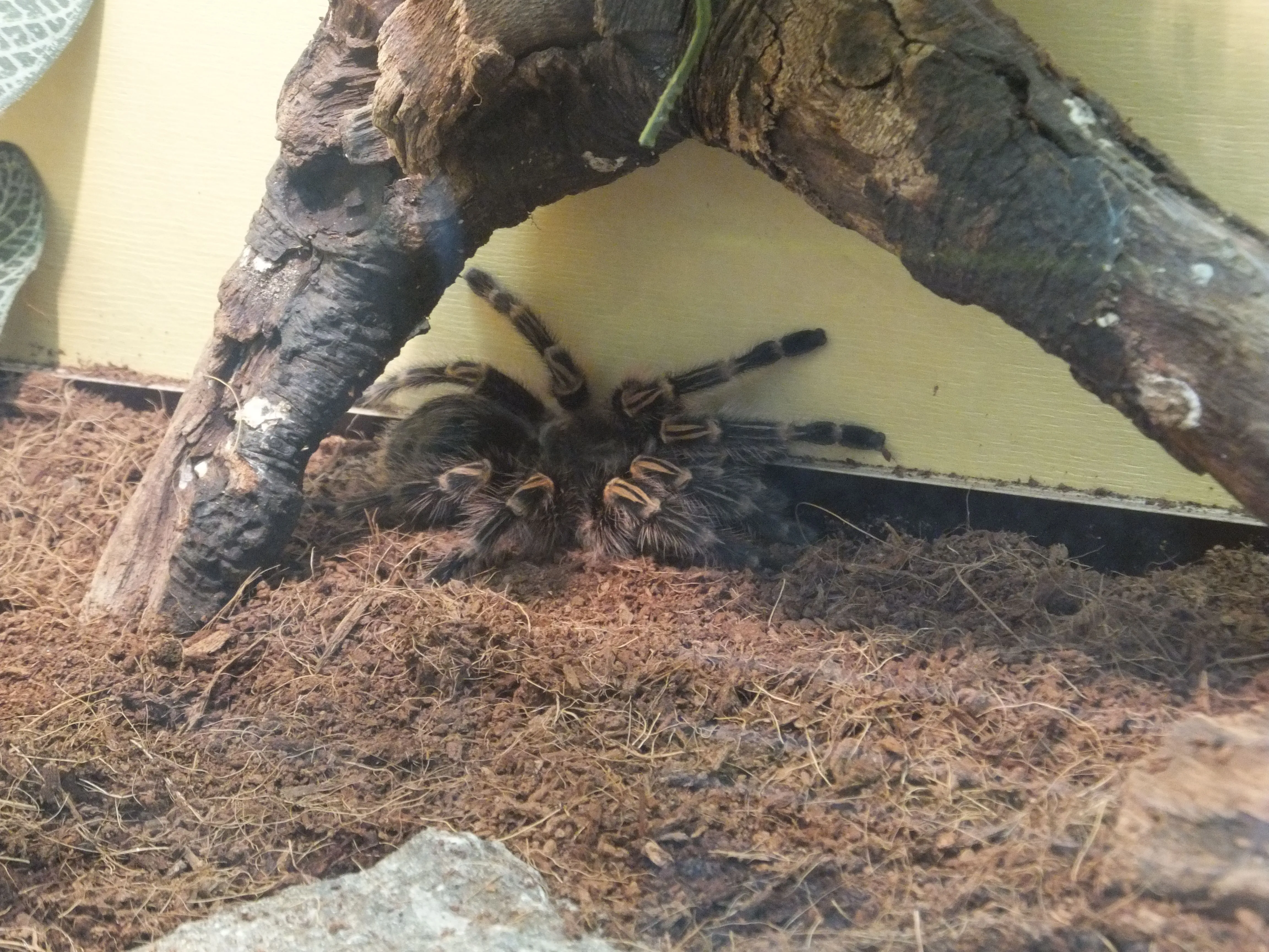 /img/17082-tarantula-feeding.webp