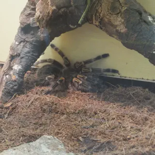 /img/17082-tarantula-feeding.webp