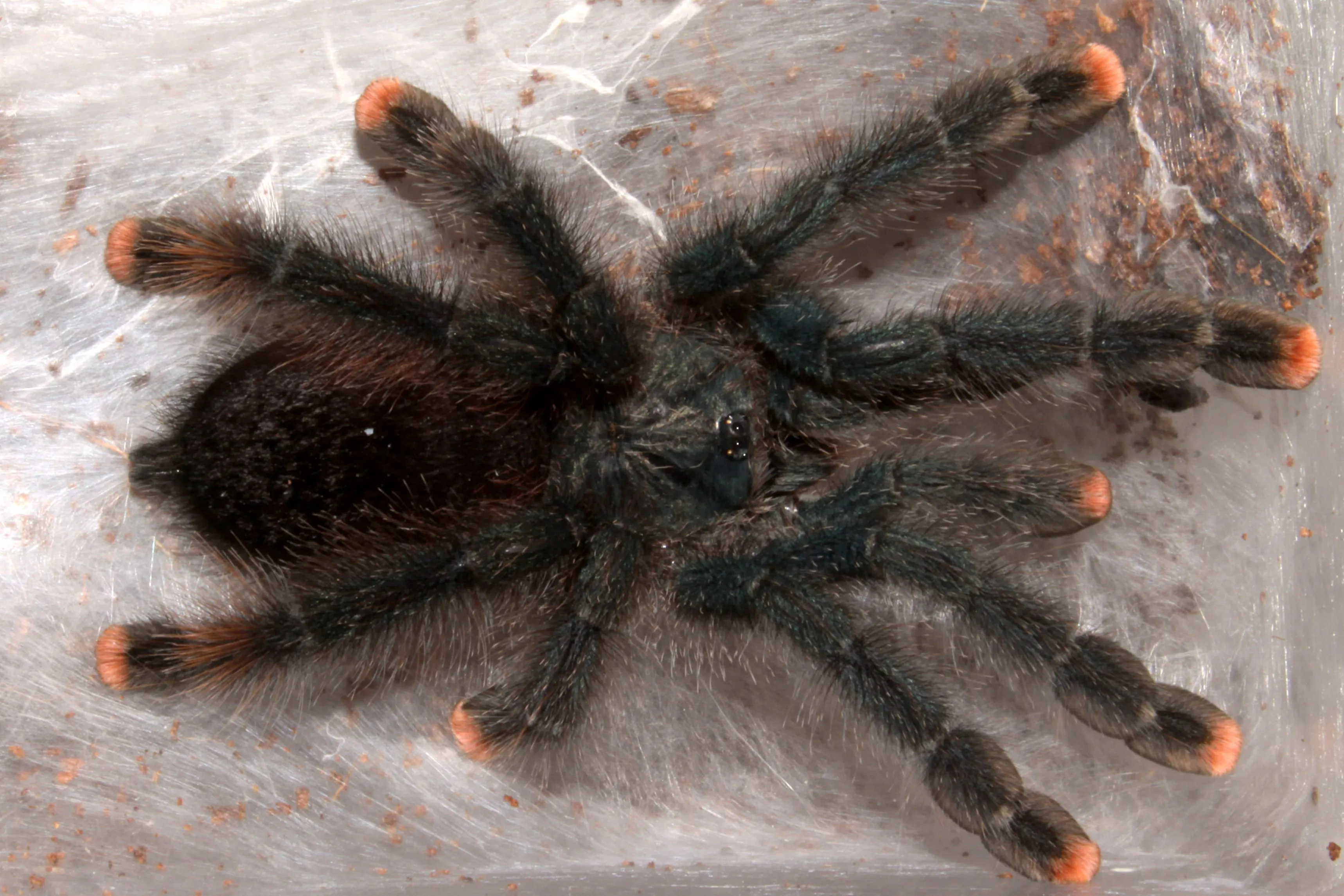 17082 tarantula habitat