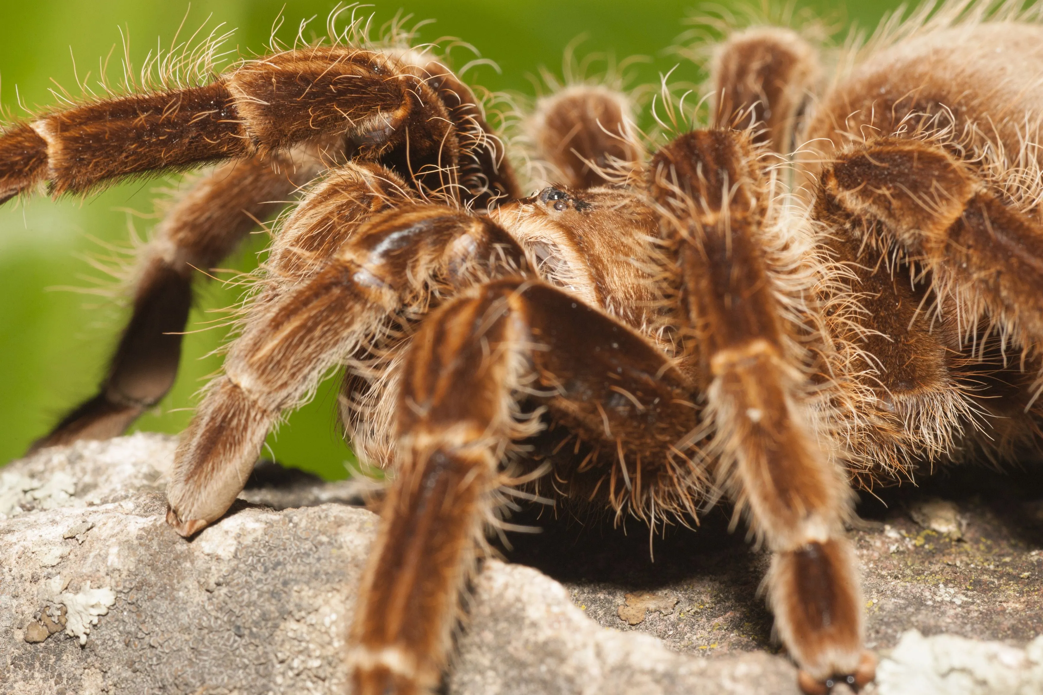17082 tarantula handling