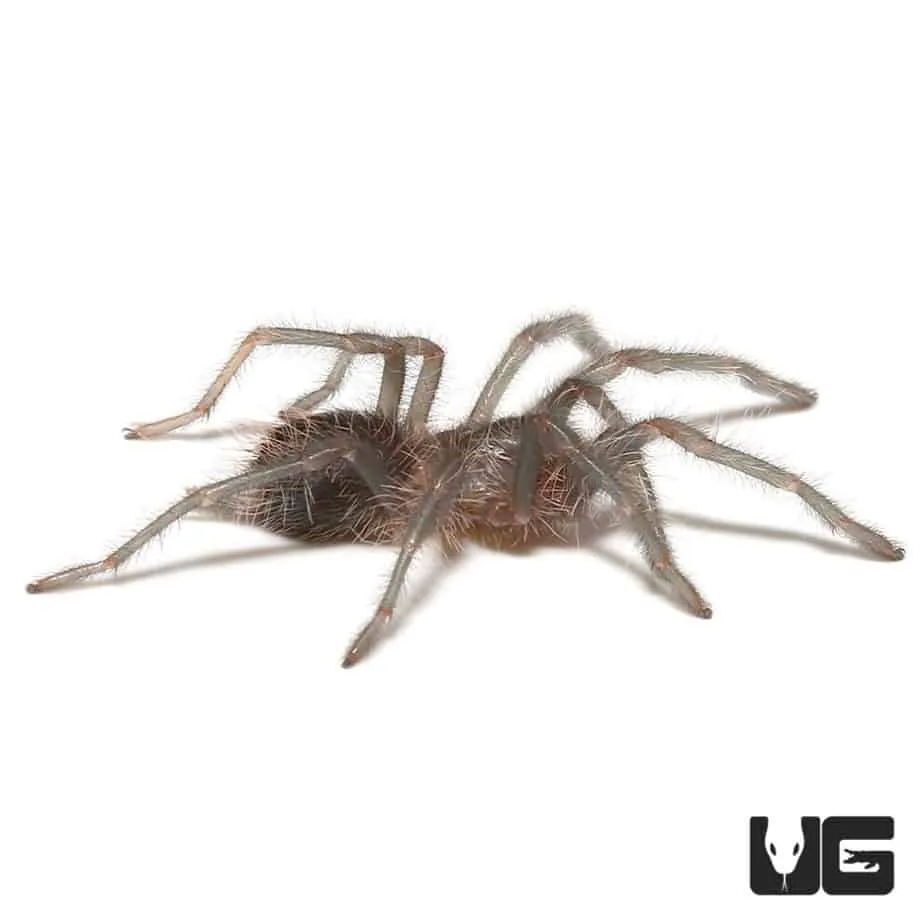 17083 cuban bronze tarantula feeding