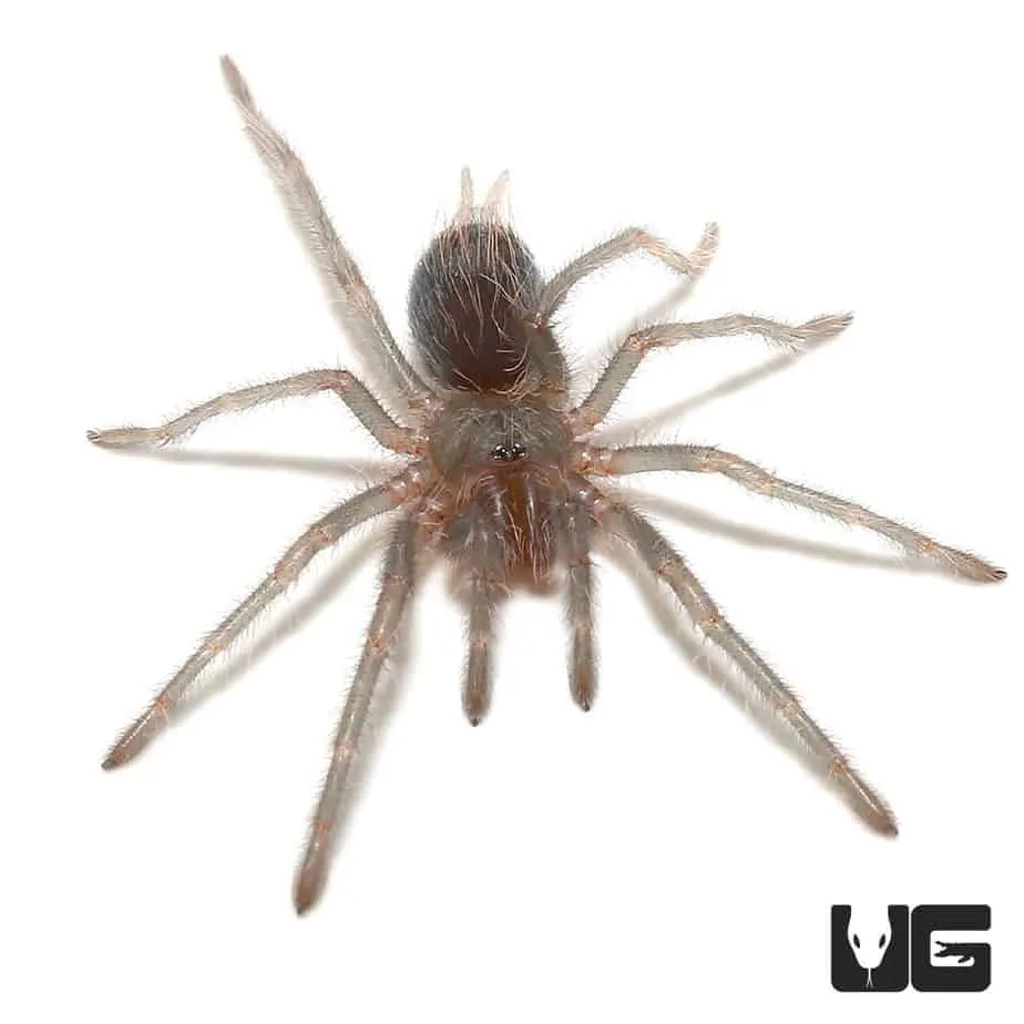17083 cuban bronze tarantula habitat