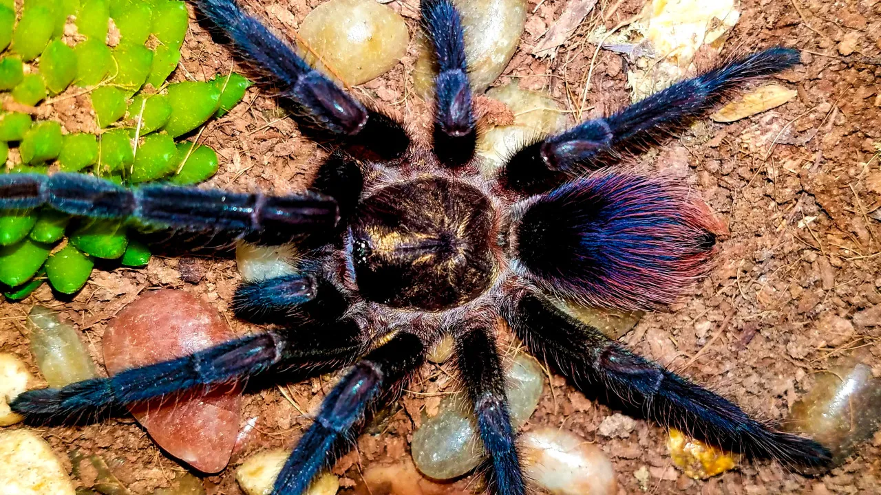 17083 cuban bronze tarantula handling