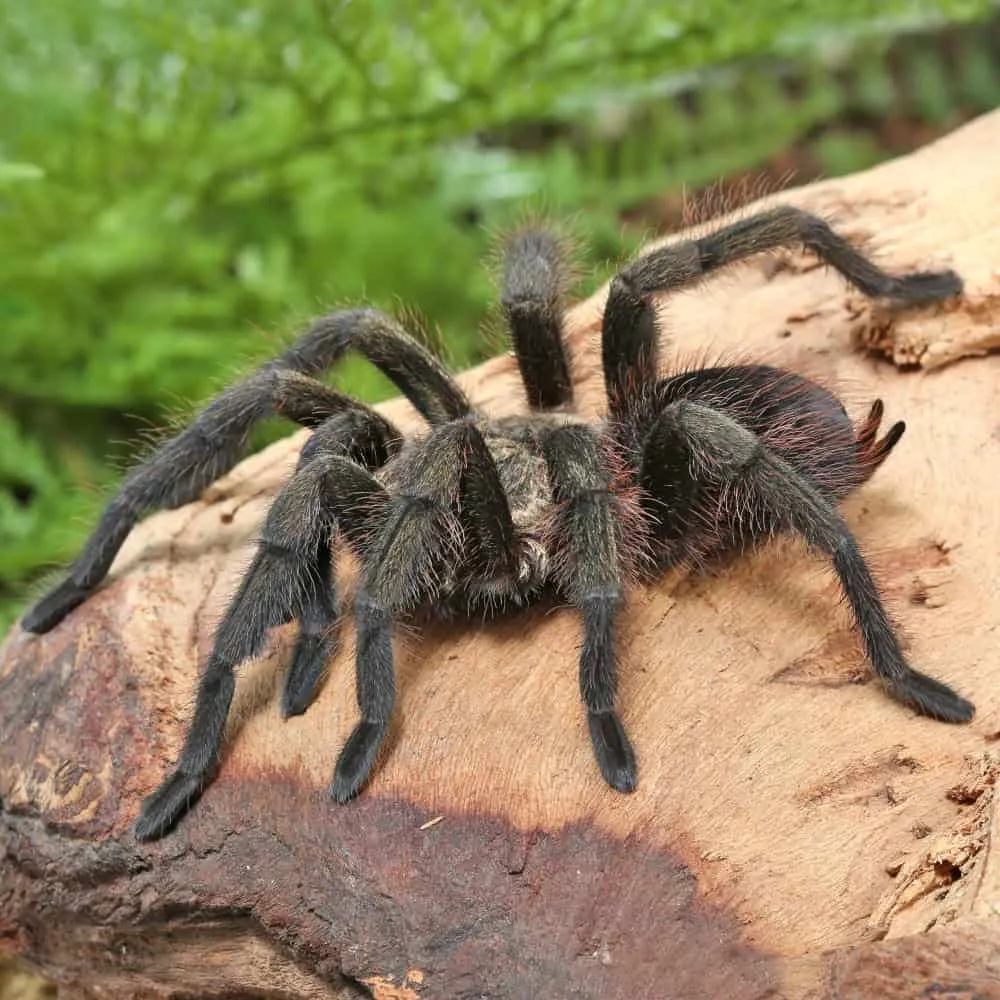 17083 cuban bronze tarantula health