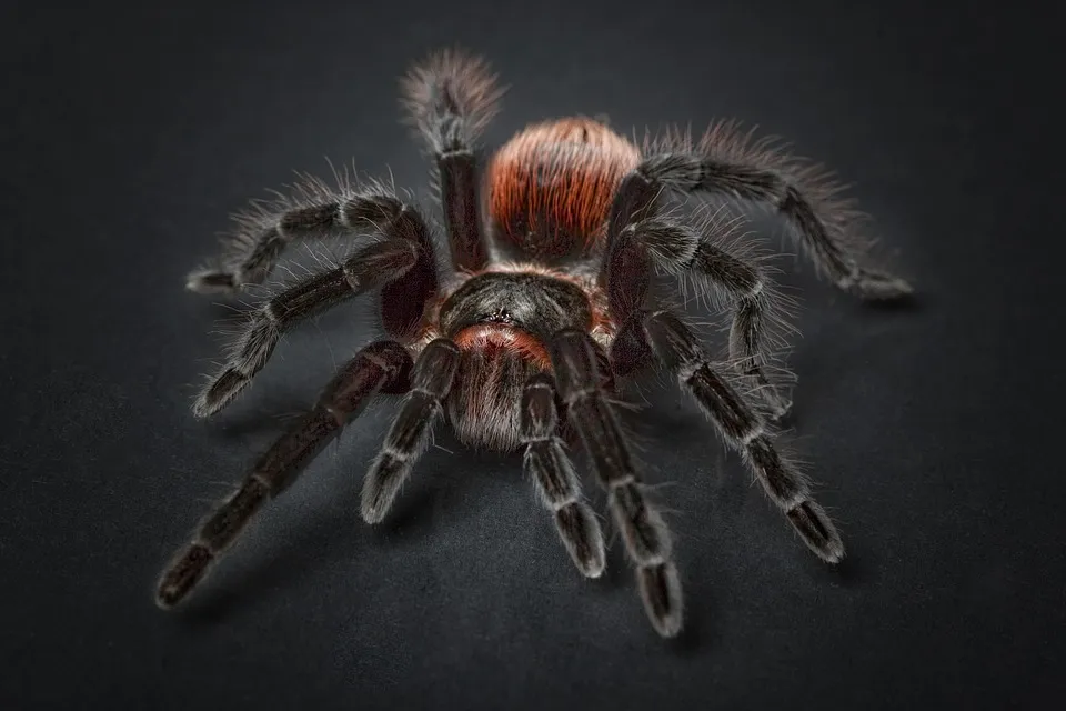 /img/17083-cuban-bronze-tarantula-molting.webp