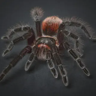 /img/17083-cuban-bronze-tarantula-molting.webp
