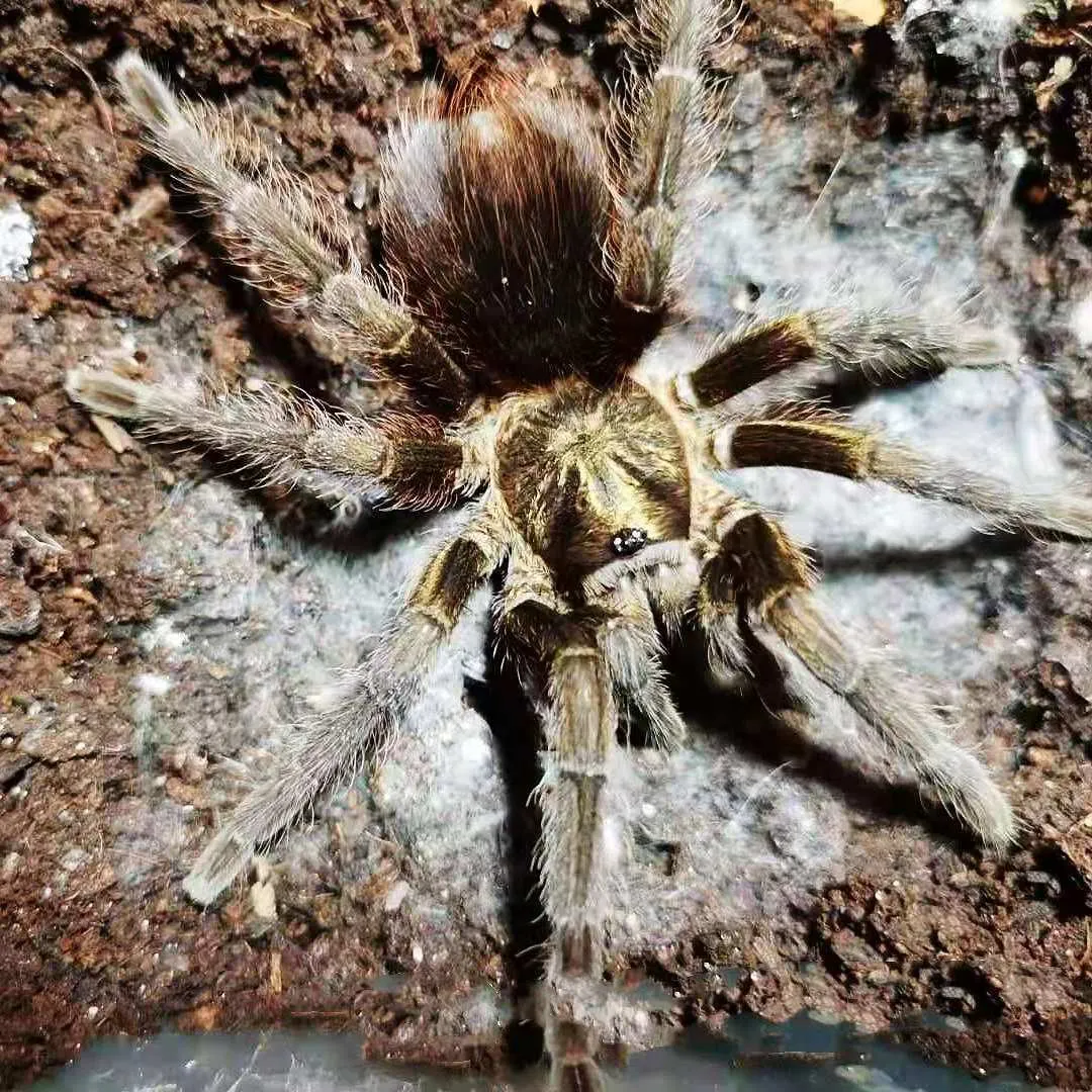 17083 cuban bronze tarantula substrate