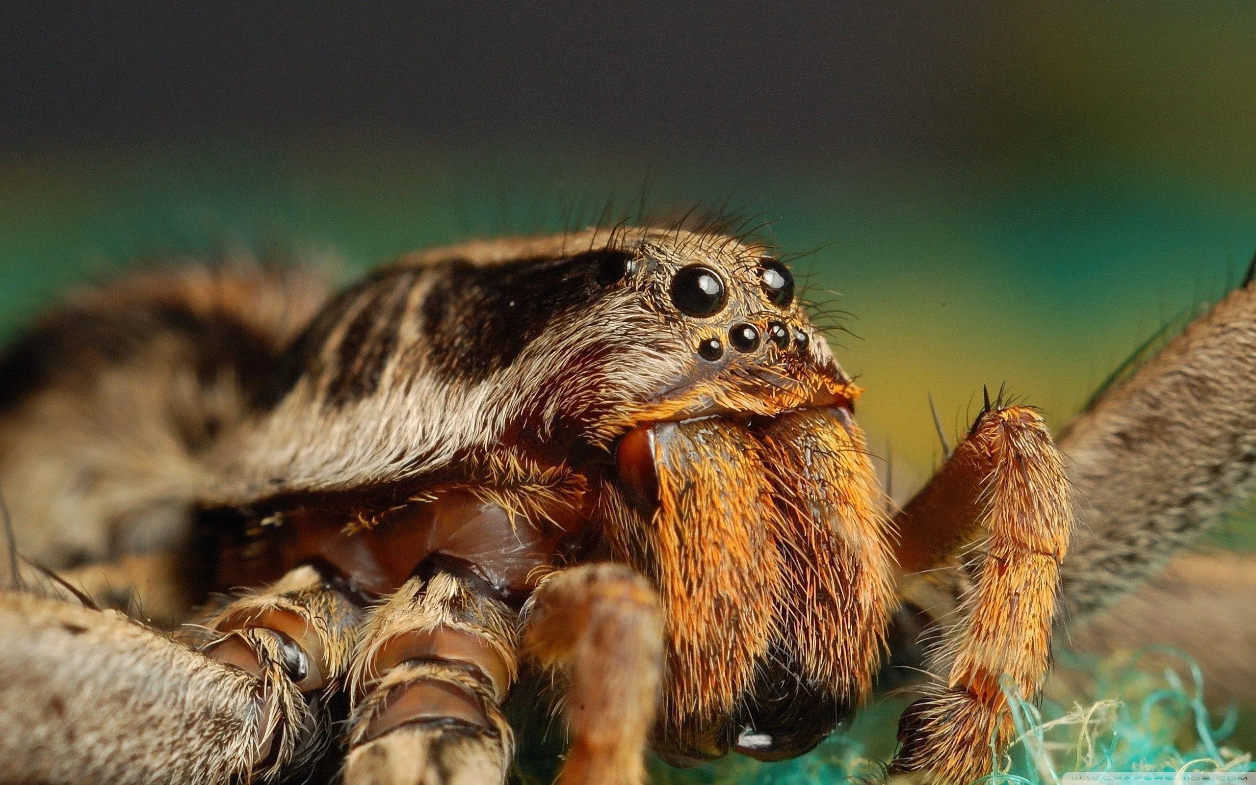 17084 tarantula equipment
