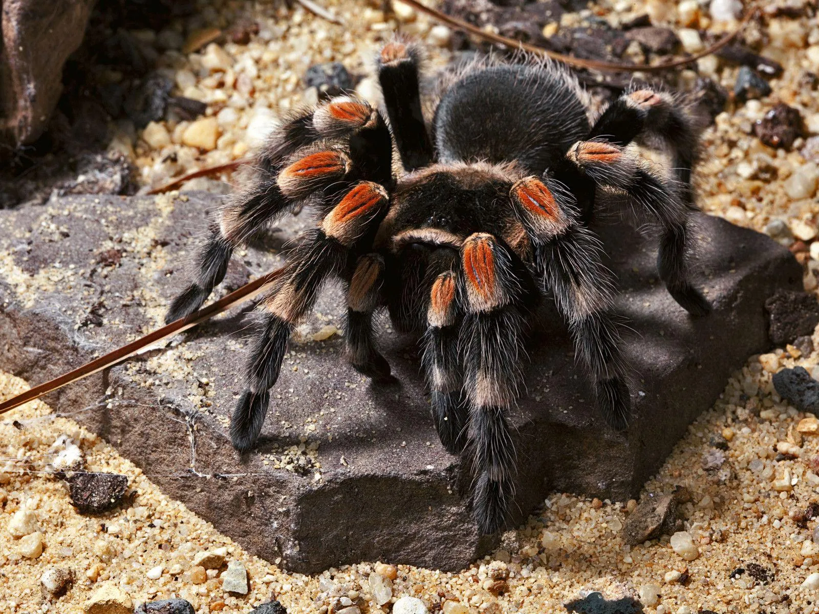 17084 tarantula feeding