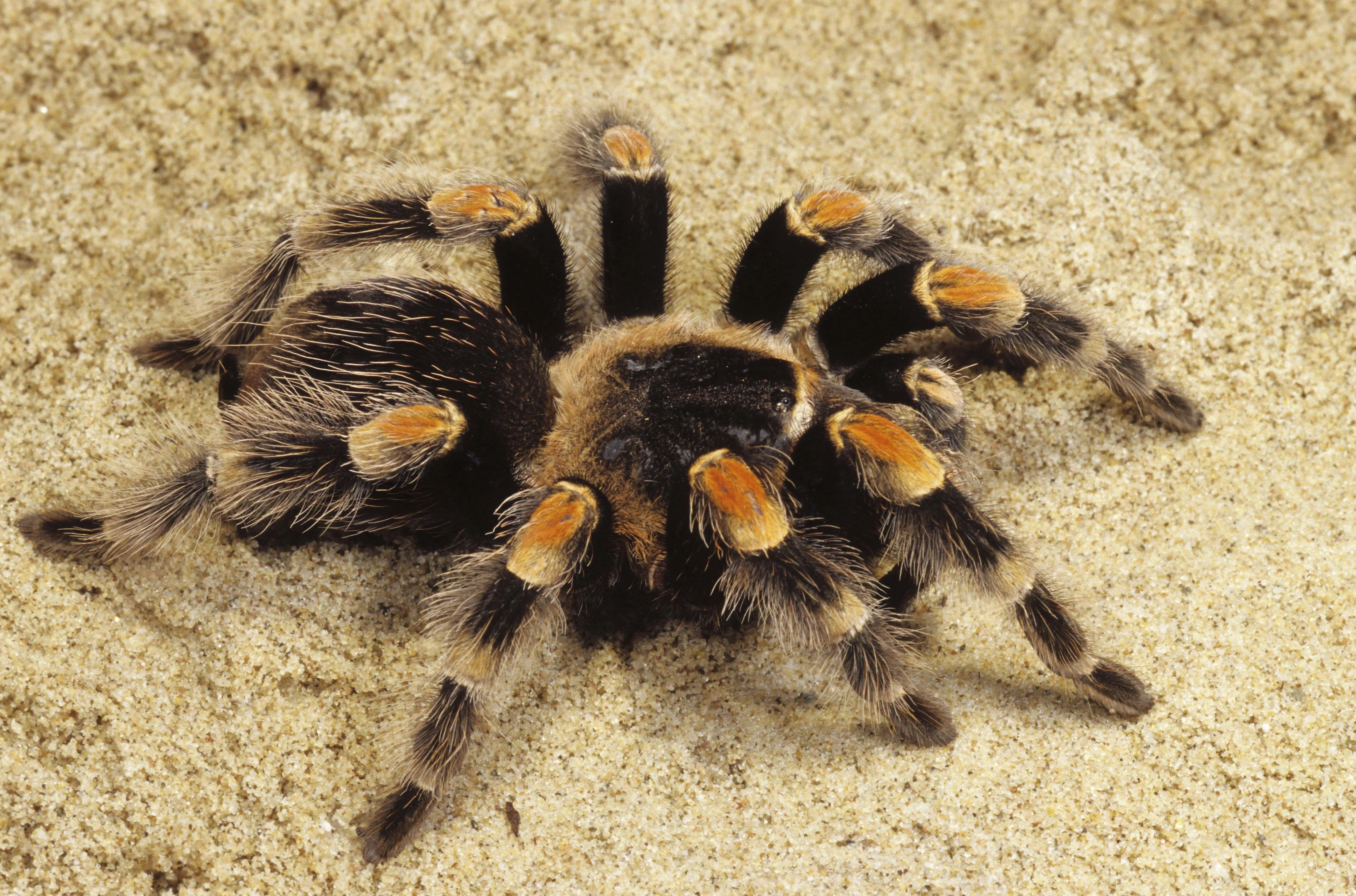 17084 tarantula growth