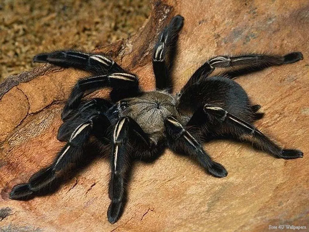 17084 tarantula lighting