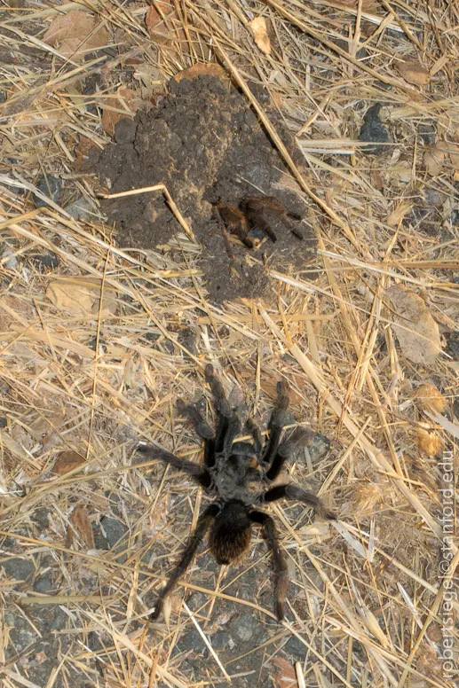 17085 tarantula feeding