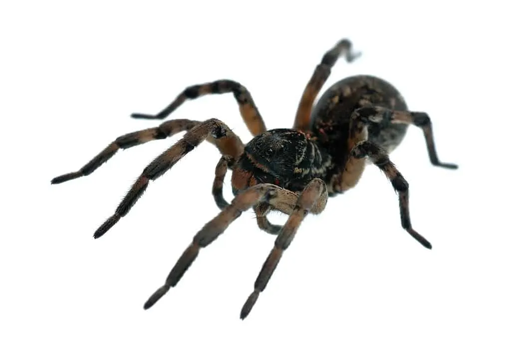 17085 tarantula handling