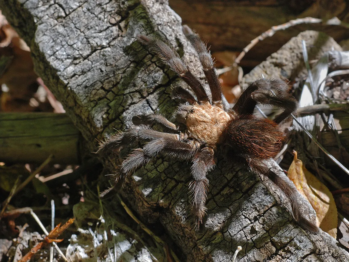 /img/17085-tarantula-health-issues.webp