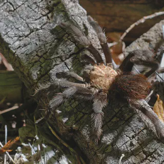/img/17085-tarantula-health-issues.webp