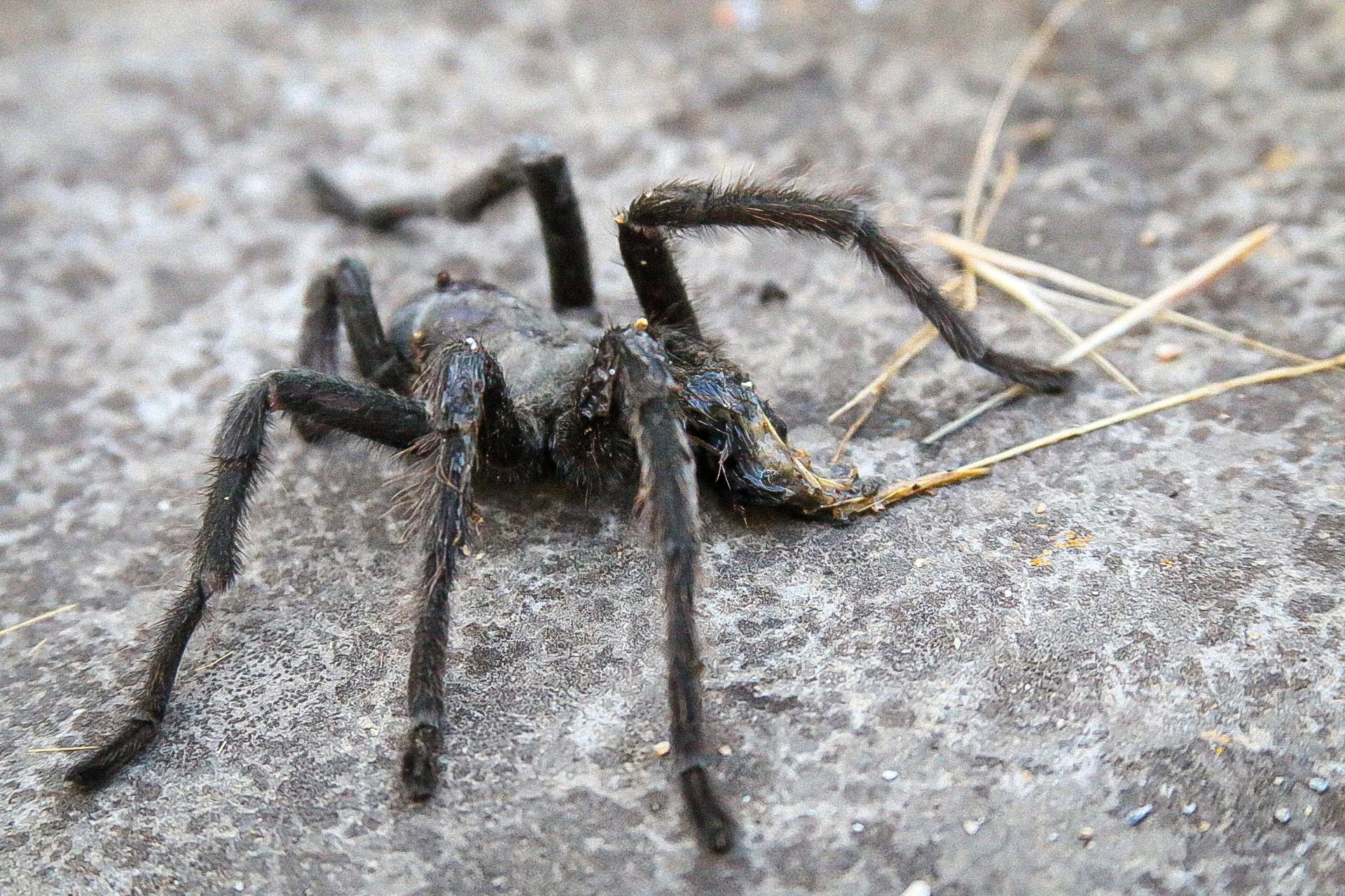 17085 tarantula molting