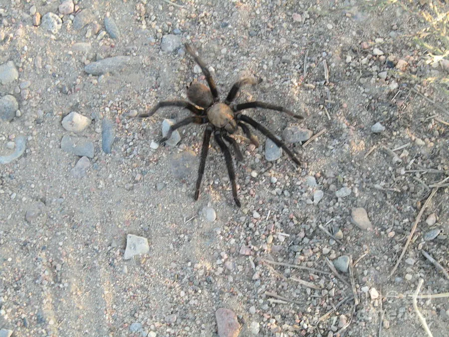 17085 tarantula substrate options