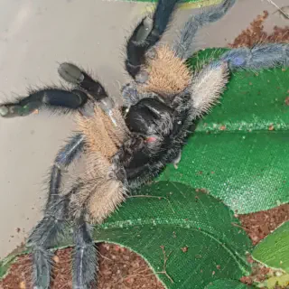 /img/17086-tarantula-balfouri-cleaning.webp
