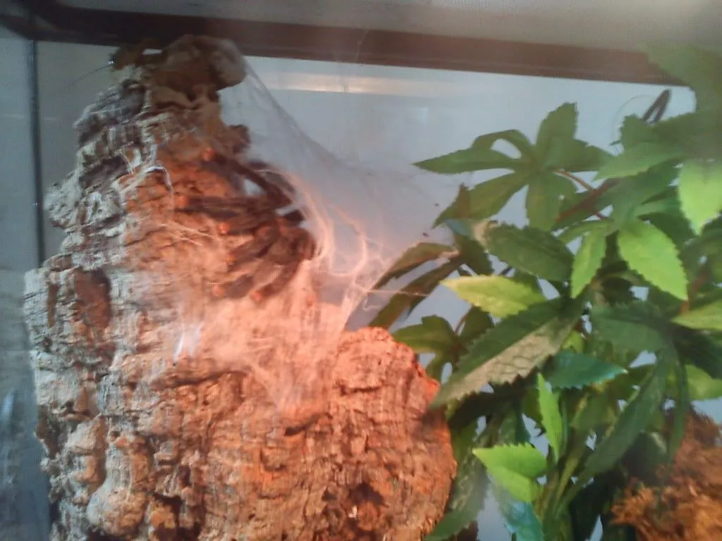 17087 pink toe tarantula eating 5