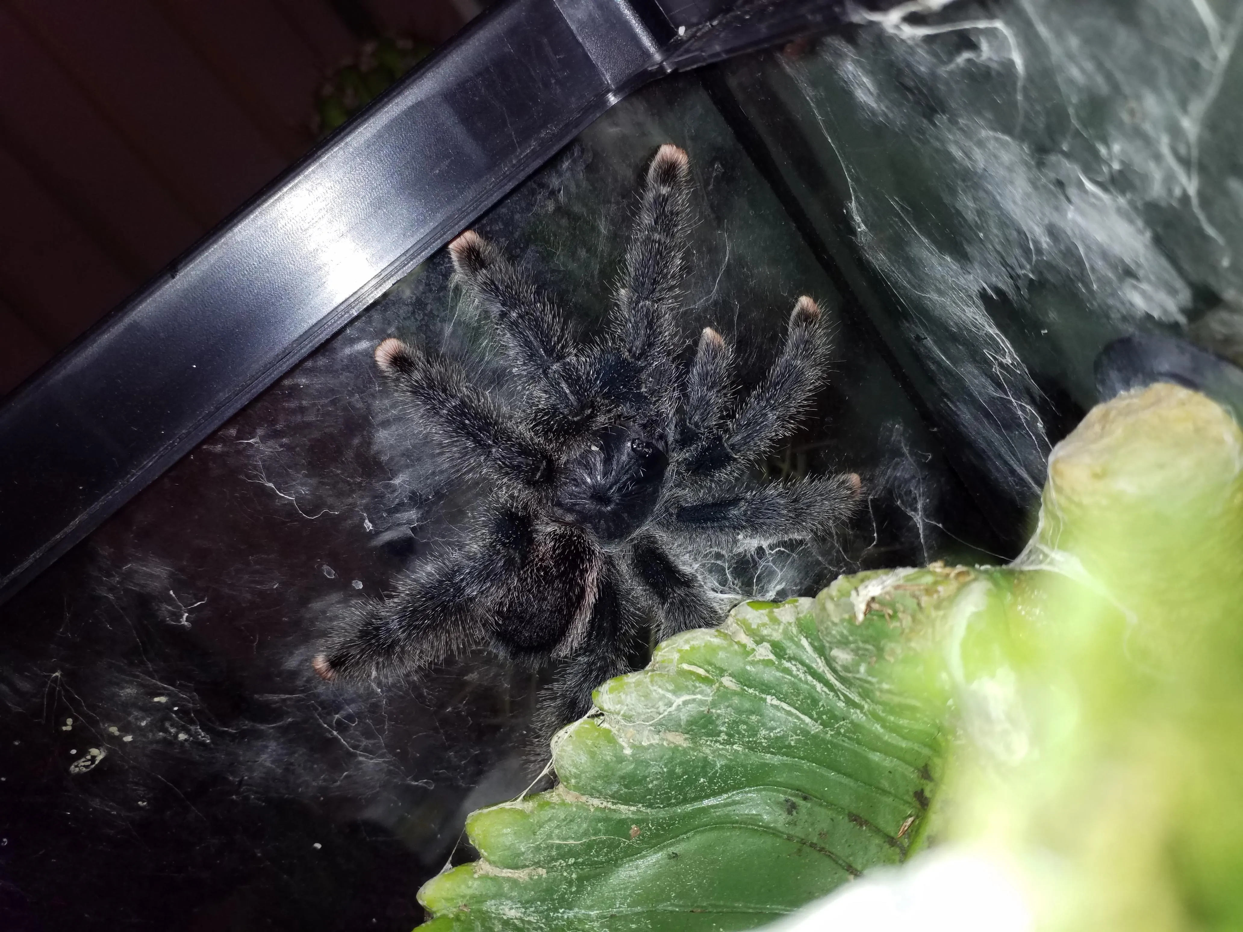 /img/17087-pink-toe-tarantula-enclosure-8.webp