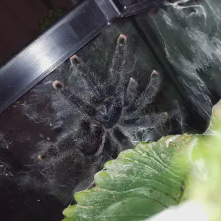 /img/17087-pink-toe-tarantula-enclosure-8.webp