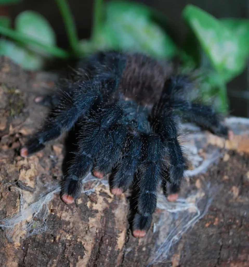 17087 tarantula feeding risks 7