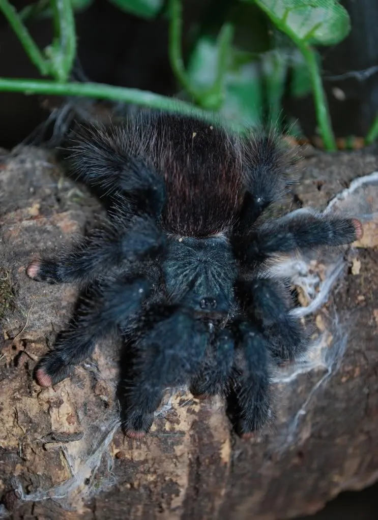 17087 tarantula hunting 6