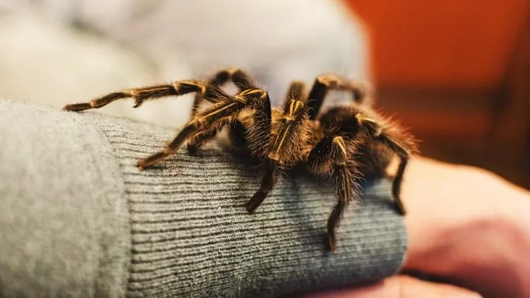 17088 choosing tarantula