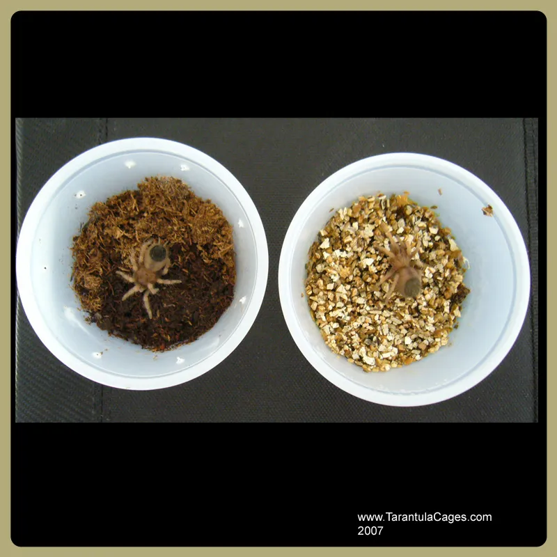 17088 tarantula feeding