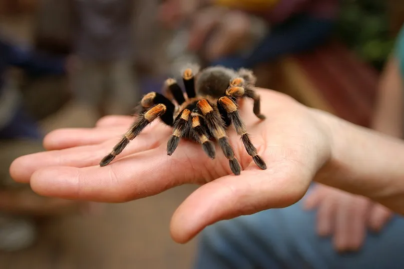 17088 tarantula introduction