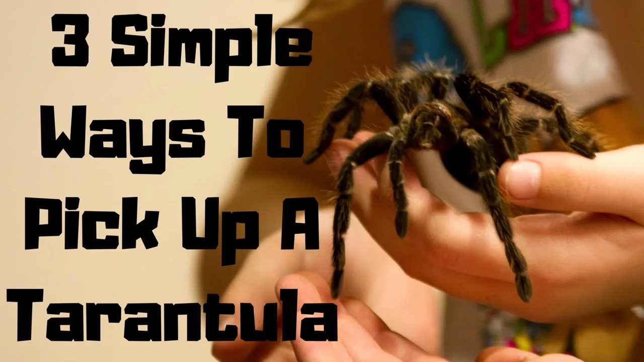 /img/17088-tarantula-molting.webp