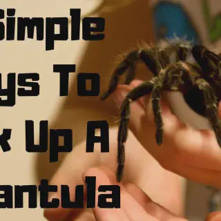 /img/17088-tarantula-molting.webp