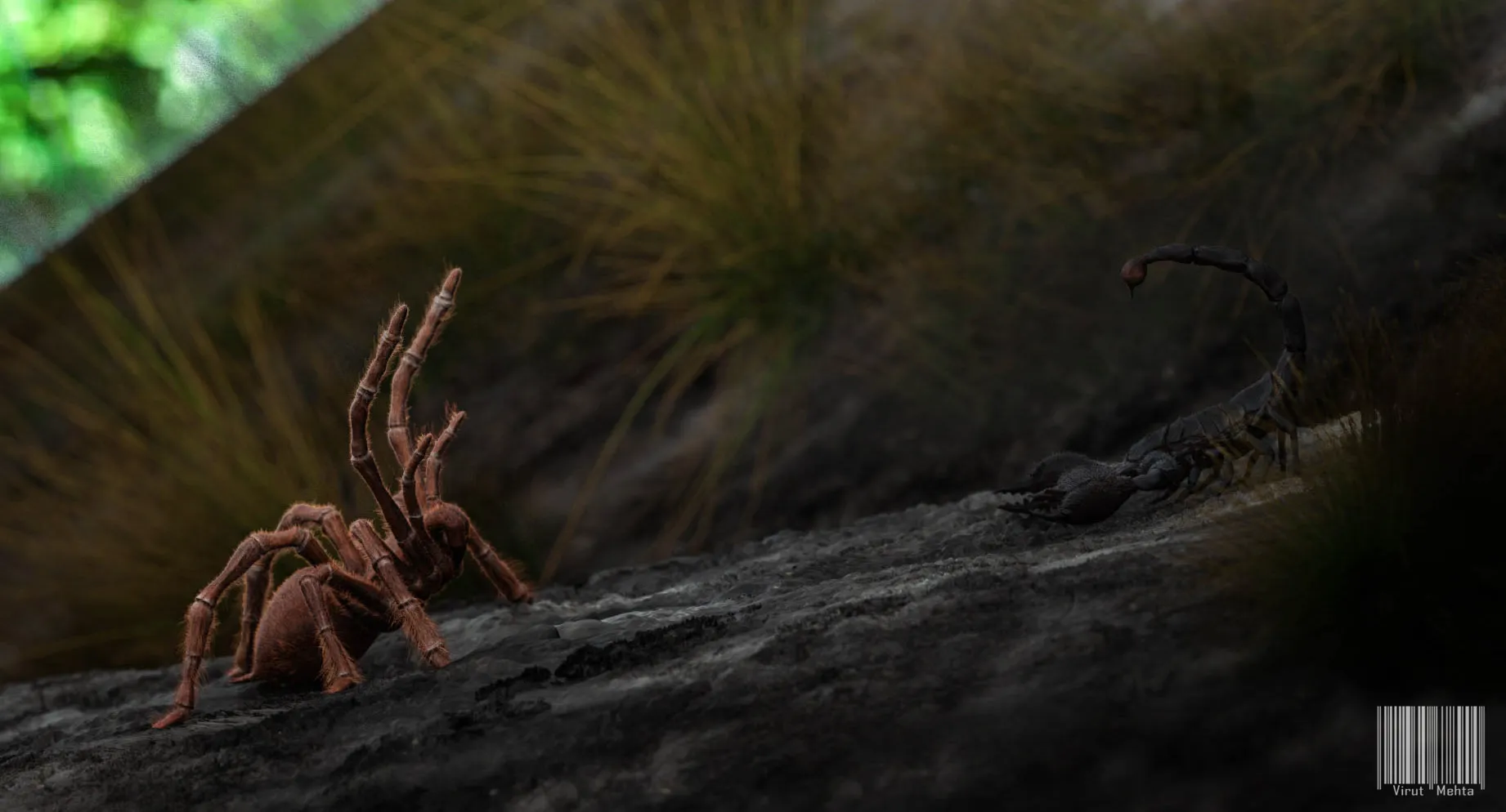 17090 tarantula habitat