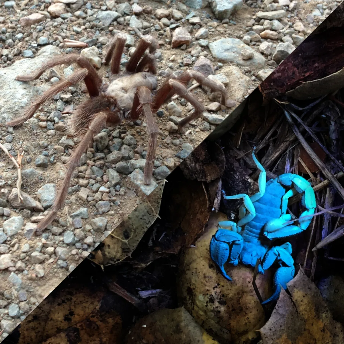 /img/17090-tarantula-pet-care.webp