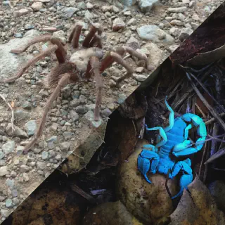 /img/17090-tarantula-pet-care.webp