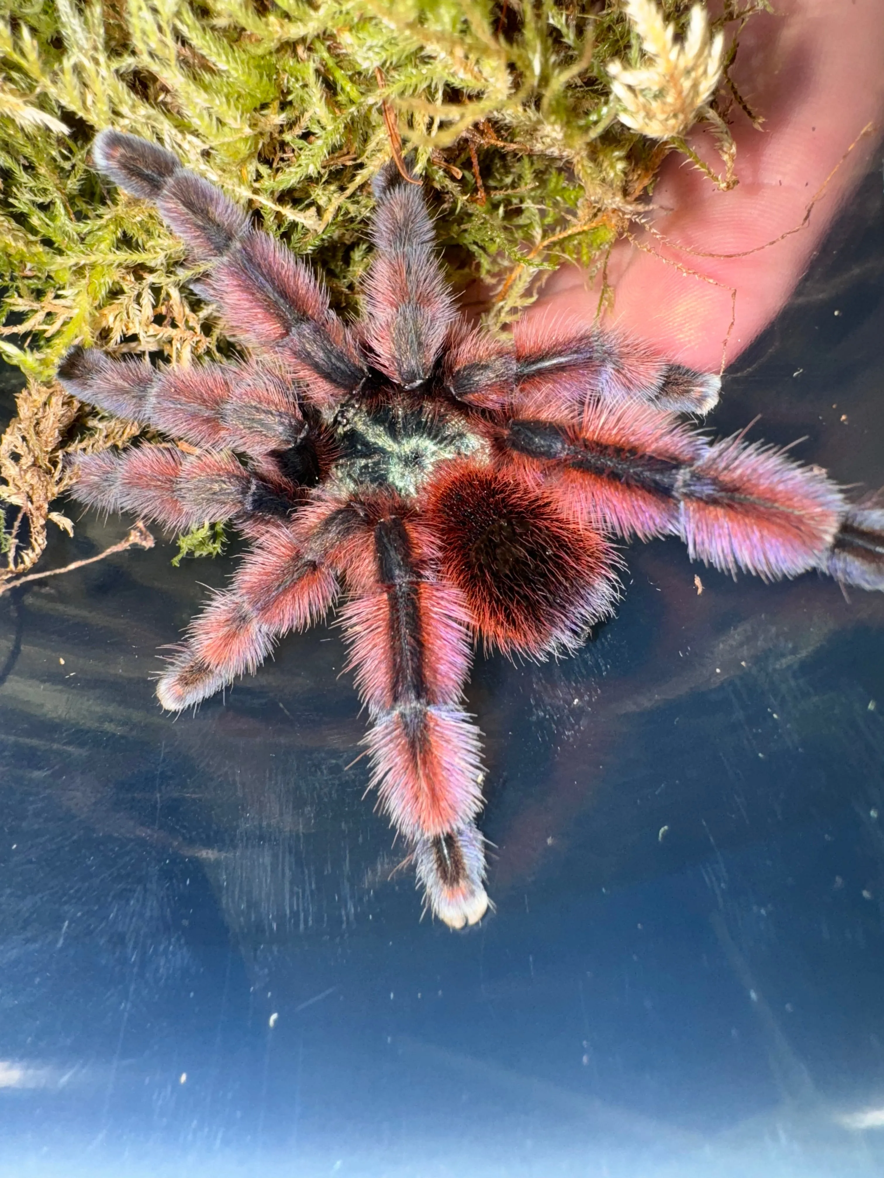 17091 blue pink toe tarantula feeding