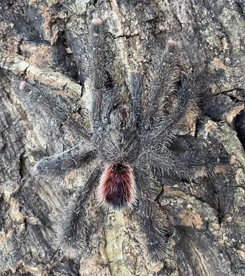 /img/17091-blue-pink-toe-tarantula-handling.webp