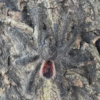 /img/17091-blue-pink-toe-tarantula-handling.webp