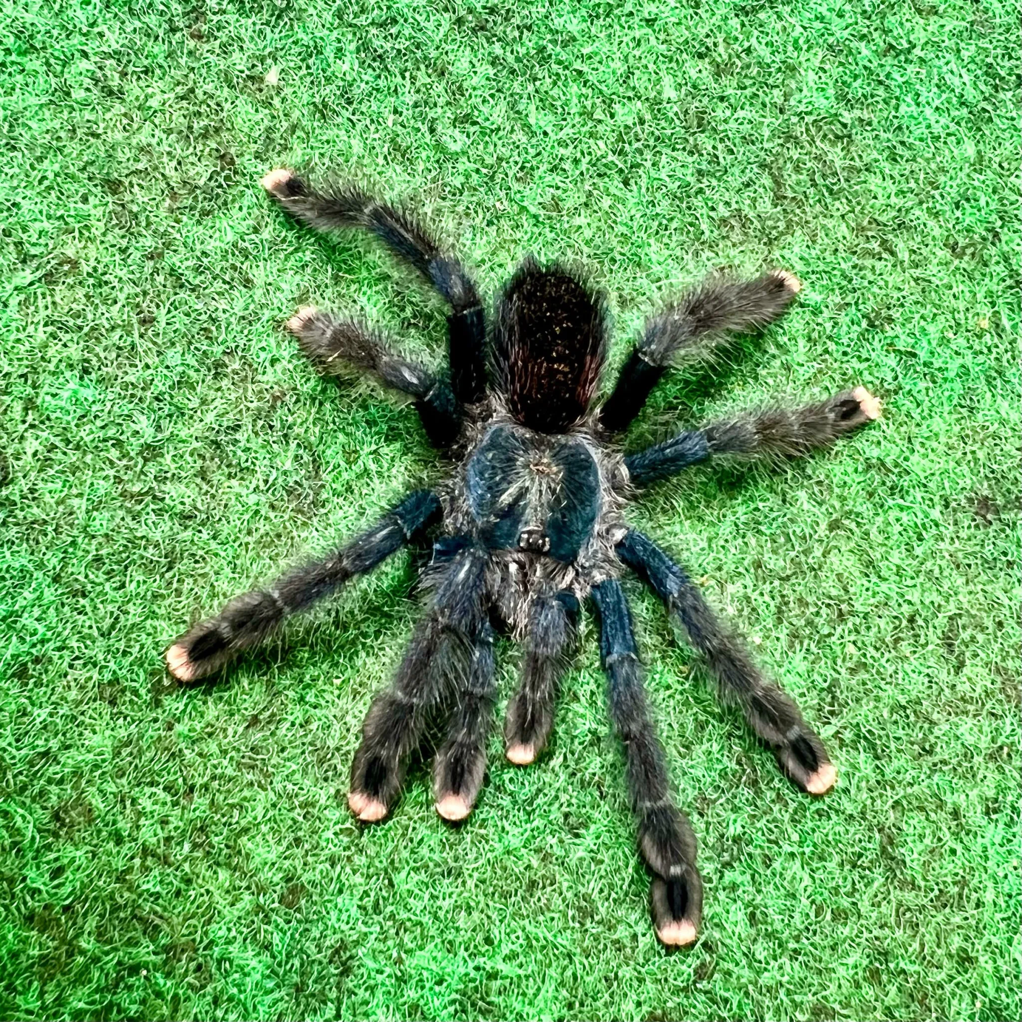 17091 blue pink toe tarantula size