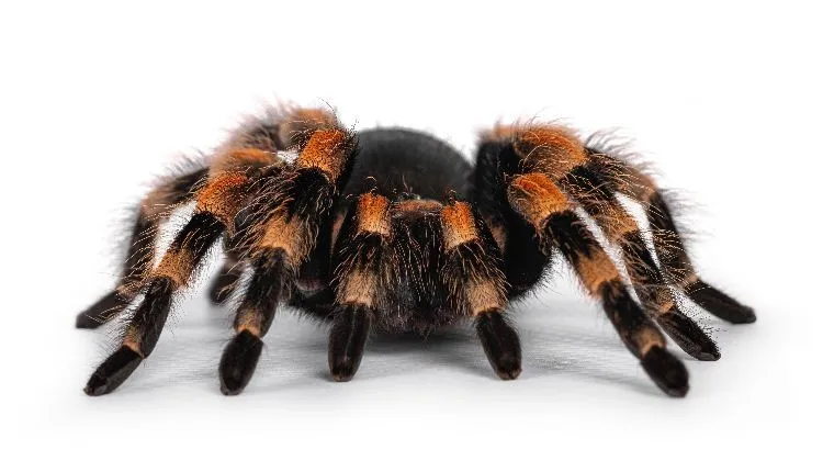 /img/17092-tarantula-tattoo-artist.webp