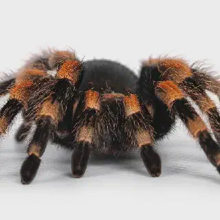 /img/17092-tarantula-tattoo-artist.webp