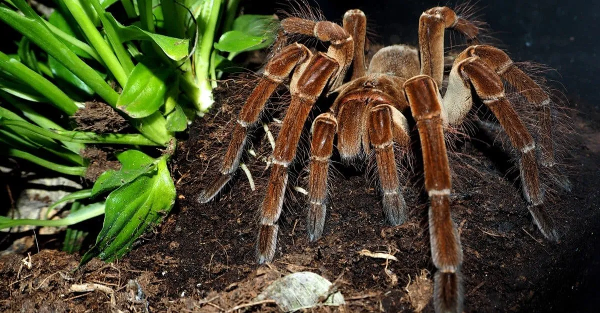 17093 tarantula distribution