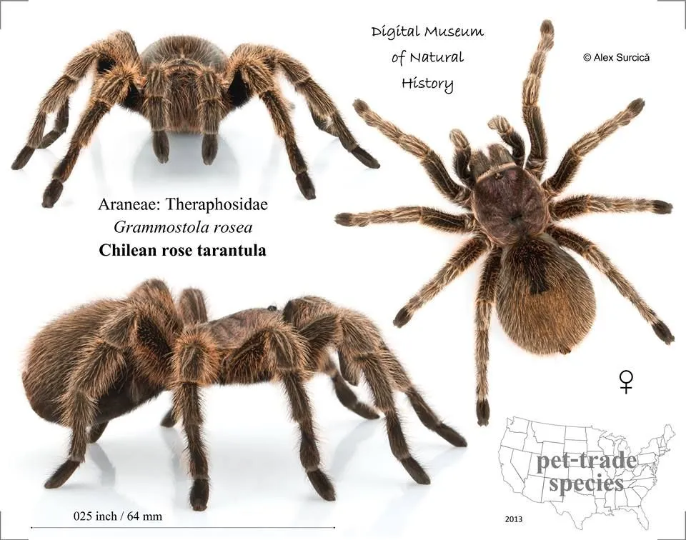 17093 tarantula pet trade