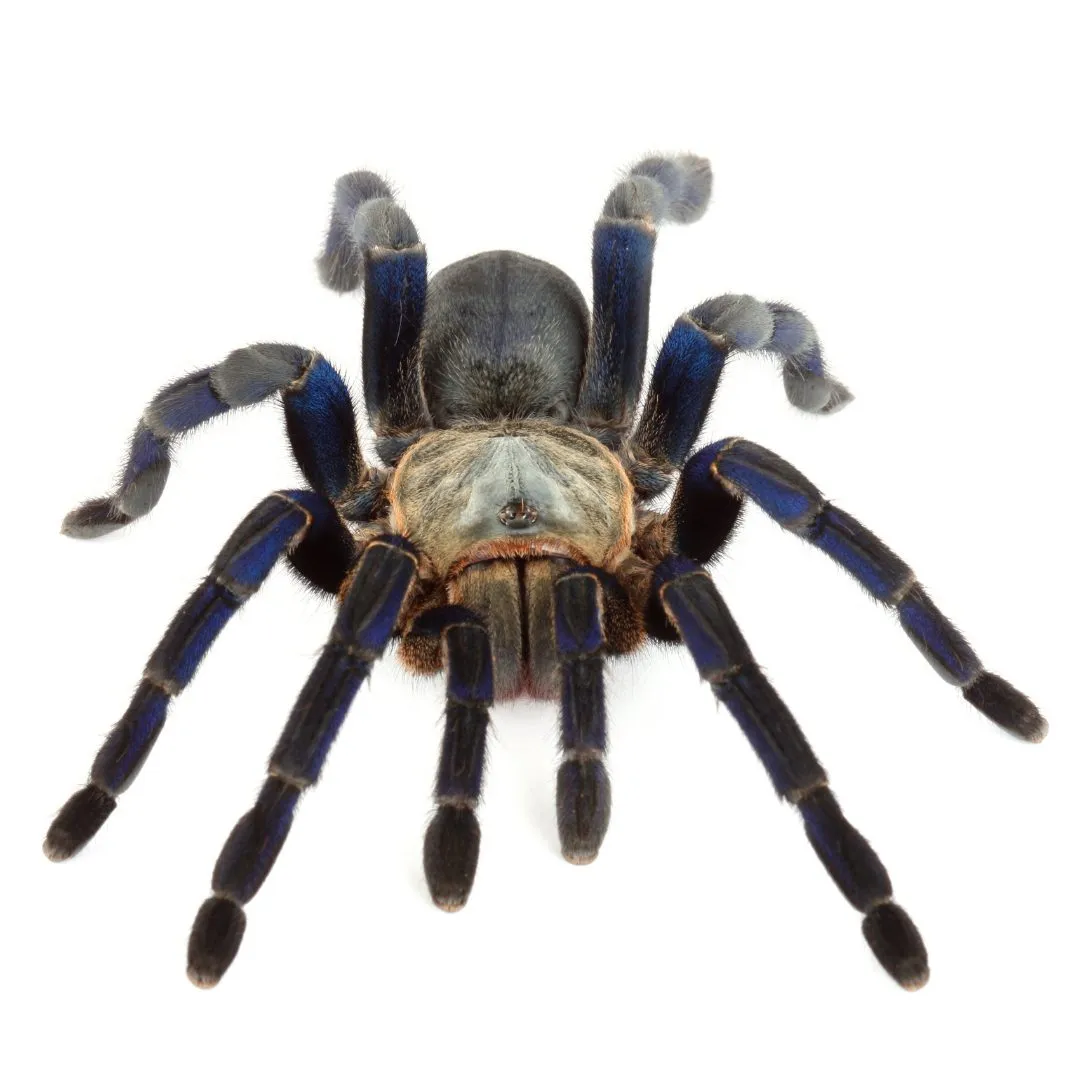 17094 cobalt blue tarantula close up