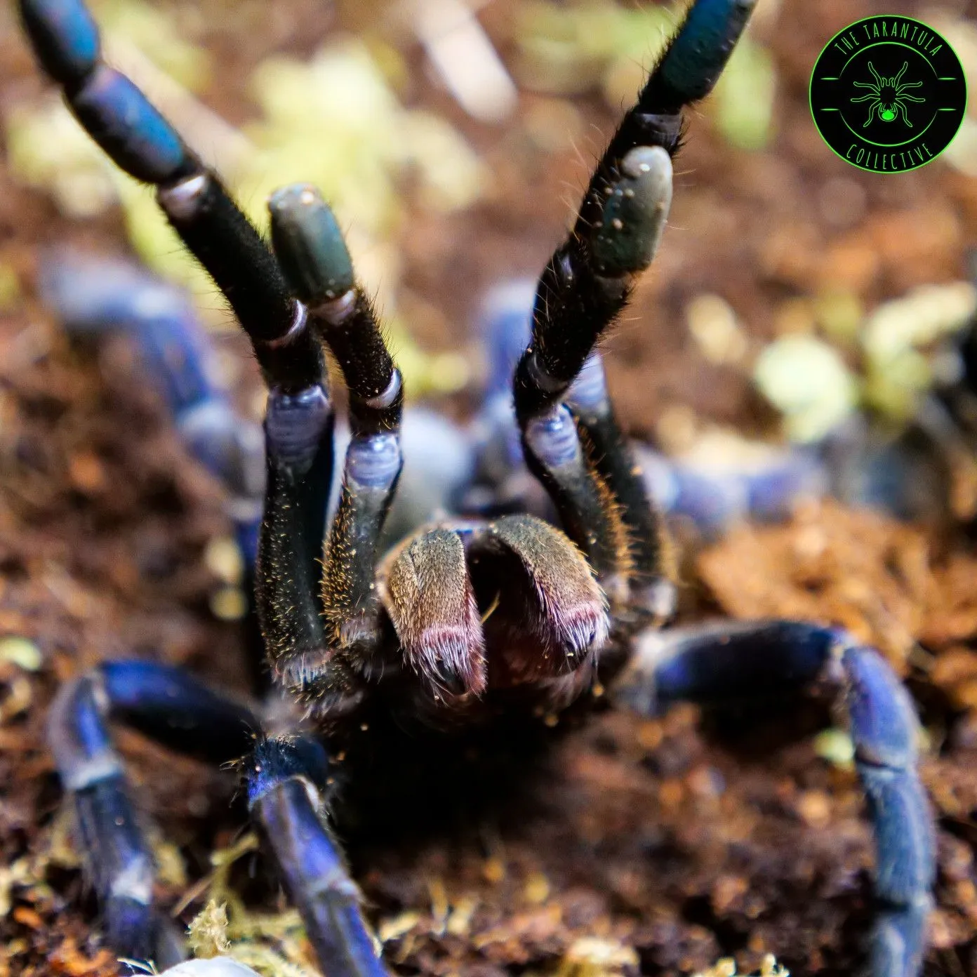 17094 cobalt blue tarantula handling