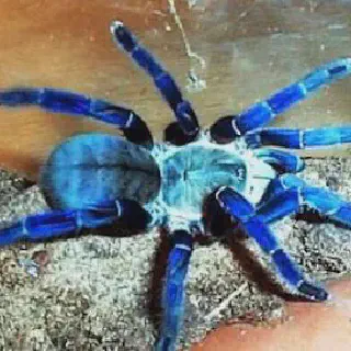 /img/17094-cobalt-blue-tarantula-molting.webp