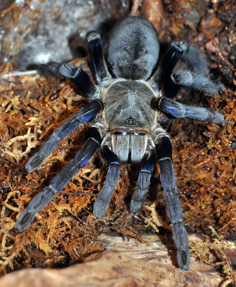 17094 cobalt blue tarantula substrate