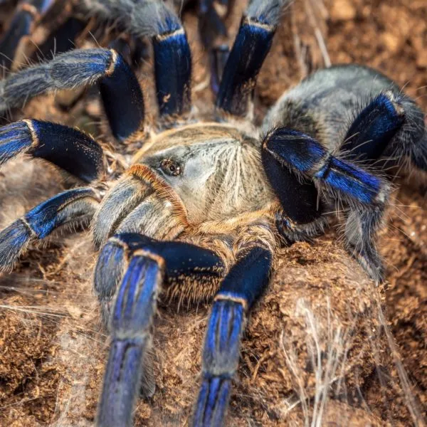 17094 tarantula health check